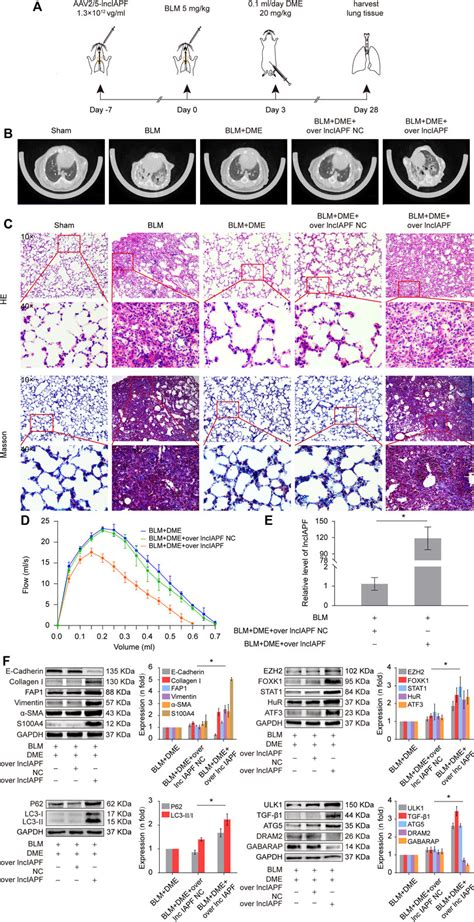 Frontiers Danshensu Methyl Ester Enhances Autophagy To Attenuate