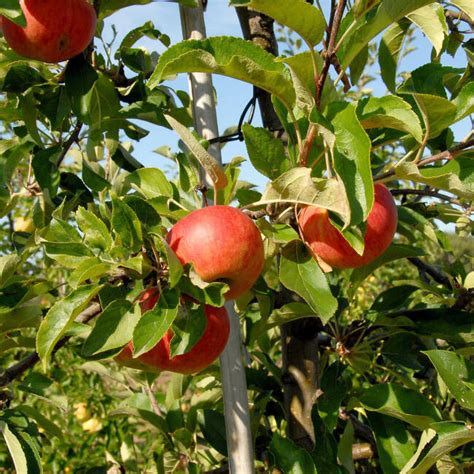 Herbstapfel Elstar Malus Domestica Elstar