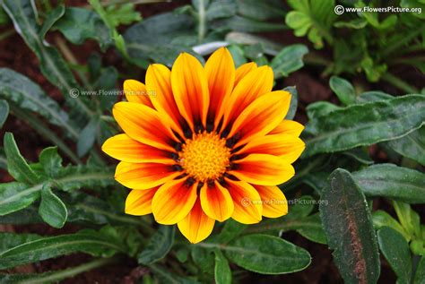 Gazania flower varieties