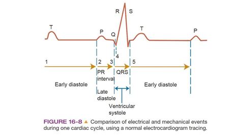 ECG Cycle