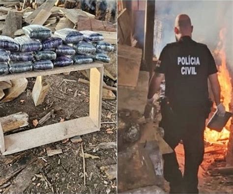 Notícias Polícia incinera 22 quilos de maconha skunk apreendidos