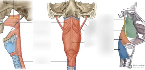 Pharyngeal Muscles Diagram | Quizlet