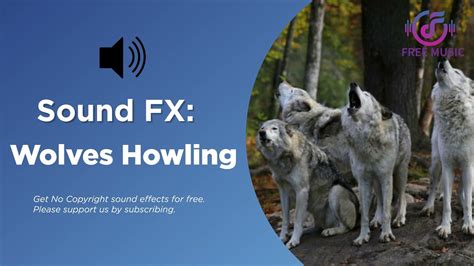 Wolves Howling Sound Effect (No Copyright Sound Effect) | Wolf howl sound, Wolf howling, Free music