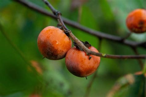 American Persimmon Seedling – Chestnut Hill Nursery