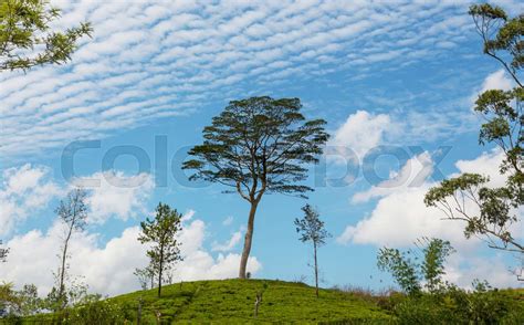 Tea Plantation Stock Image Colourbox