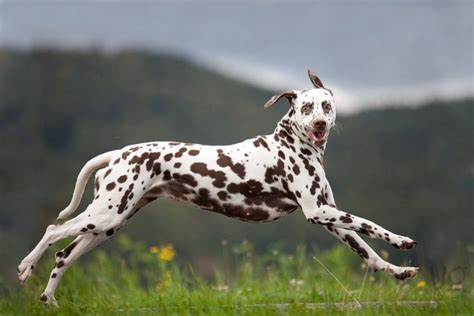 "Crazy" by valentina-86.deviantart.com on @deviantART #DalmatianDog ...