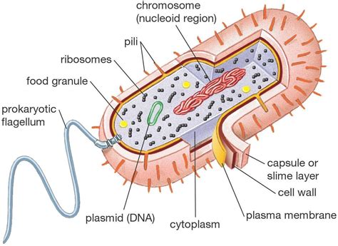 Prokaryotic Cells Do Not Possess A Chromosomeb Mitochondrionc Ribosomed Plasma Membrane