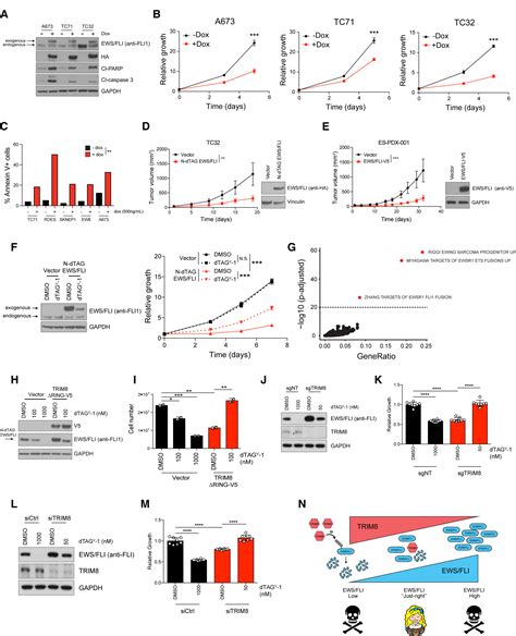 Trim Modulates The Ews Fli Oncoprotein To Promote Survival In Ewing