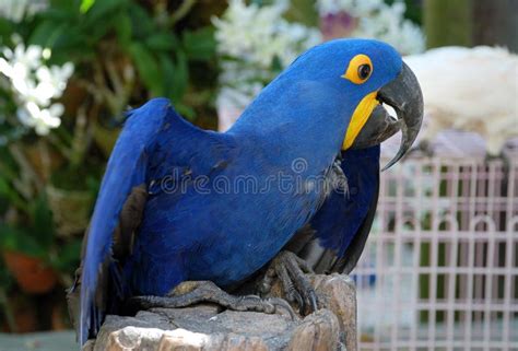 Blue parrot macaw stock photo. Image of amazon, flying - 2548194