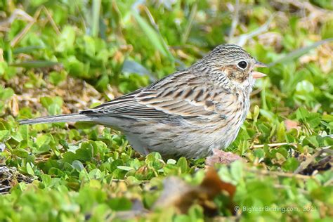 Vesper Sparrow Big Year Birding