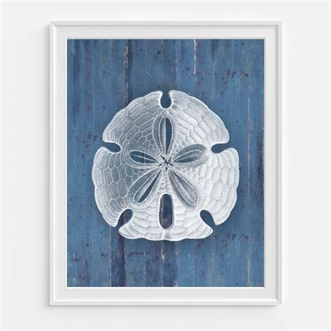 Sand Dollar Wall Art