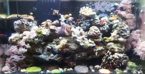 Reef Aquarium Setup – Advanced Aquarium Concepts