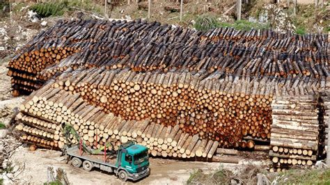 Deforestaci N En Argentina Causas Y Consecuencias Resumen