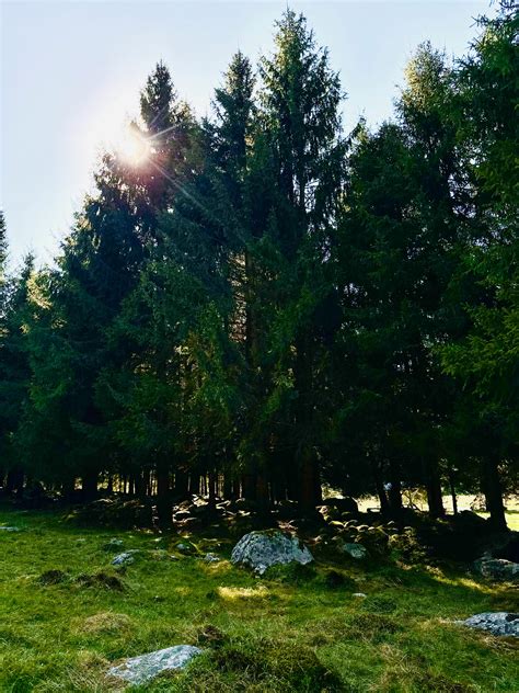 Hemlocks Photos, Download The BEST Free Hemlocks Stock Photos & HD Images