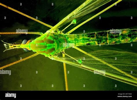 Cranefly Diptera Halteres Used For Balance During Flight Stock Photo