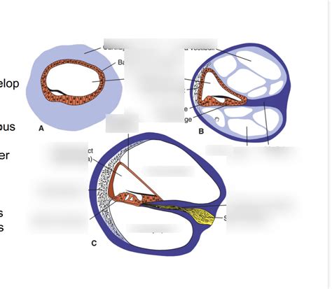 cochlear duct embryo Diagram | Quizlet