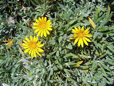 Gazania rigens - Alchetron, The Free Social Encyclopedia