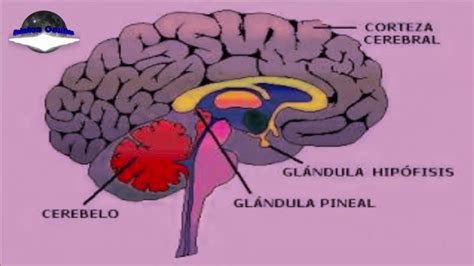 La Gl Ndula Pineal Y Sus Funciones Youtube