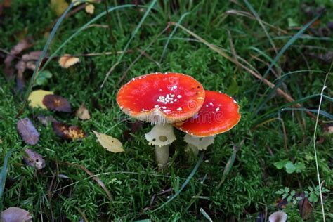 Closeup Of Amanita Muscaria Mushroom In Forest Stock Photo Image Of