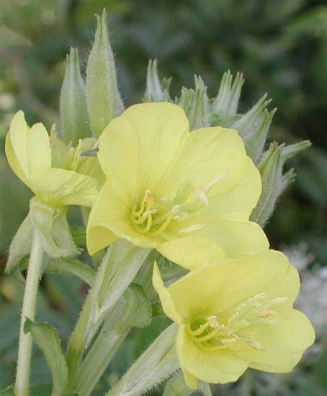 Evening Primrose Oenothera Biennis 01b Wild Flowers Of Sleepy