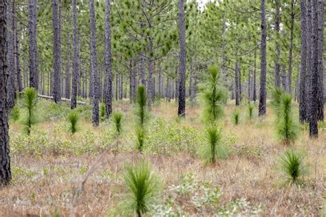 19433 Baby Pine Tree Royalty Free Images Stock Photos And Pictures