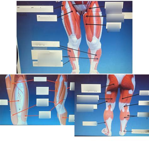 Muscles Of The Legs Diagram Quizlet