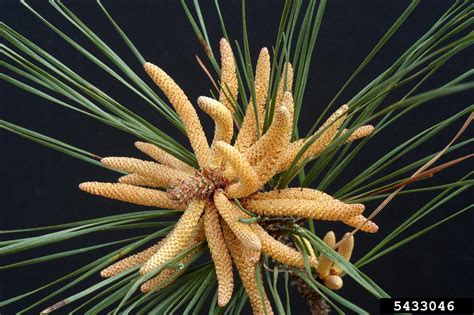 Loblolly Pine Pinus Taeda