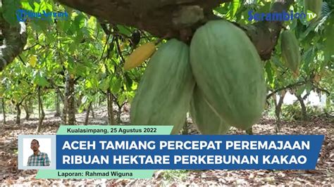 Pemkab Aceh Tamiang Remajakan Ribuan Hektare Perkebunan Kakao YouTube