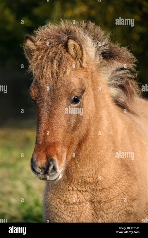Dun horse hi-res stock photography and images - Alamy