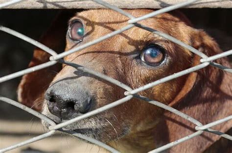 Bordetella em cães sintomas e tratamento para a tosse do canil