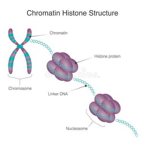 Nucleosome Structure Stock Illustrations – 41 Nucleosome Structure Stock Illustrations, Vectors ...