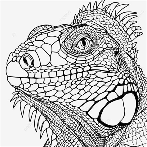 Coloring Book With Iguana, Iguana, Color, Coloring Book PNG Transparent ...