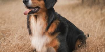 Melanoma En Perros S Ntomas Y Tratamiento