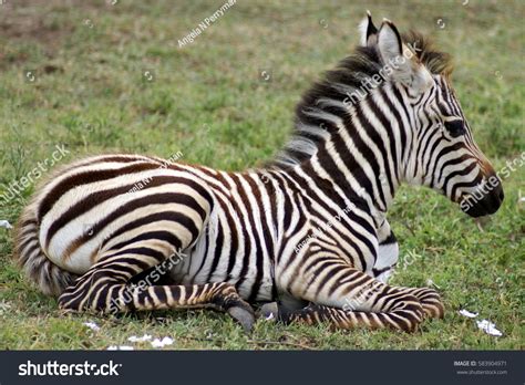 Newborn Zebra Foal Ngorongoro Conservation Area Stock Photo 583904971