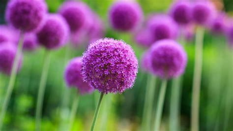 How Many Allium Flowers Per Bulb Back Gardener