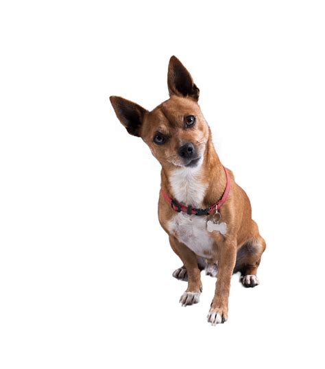 Image of funny small dog with uncertainty face 21084739 PNG