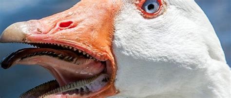 A Look Into A Gooses Mouth Reveals The Tomia”little Teeth That Are