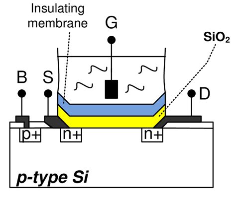 1 Ion Sensitive Field Effect Transistor Download Scientific Diagram