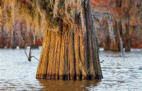 Giant Bald Cypress Tree Photograph By Tim Stanley Pixels