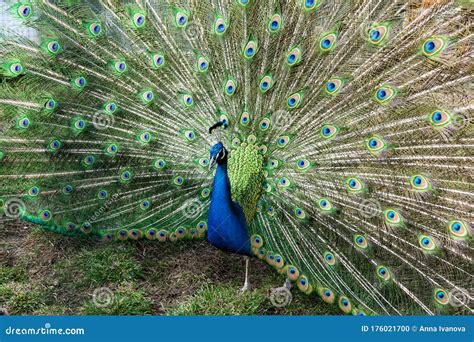 The Most Beautiful Bird In The World Is A Peacock From The Chicken