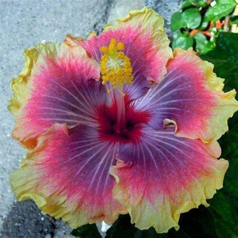 10 Seeds Purple Hibiscusflowers Hibiscusseeds Hibiscus Seeds - Etsy