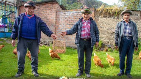 Con Gran Xito Se Viene Desarrollando La Crianza De Gallinas Ponedoras