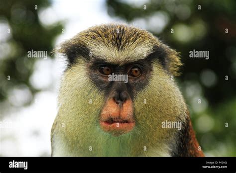 Mona Monkey In The Grand Etang Forest Reserve In Grenada Stock Photo