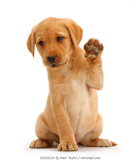 Stock Photo Of Yellow Labrador Retriever Puppy 8 Weeks Old Sitting