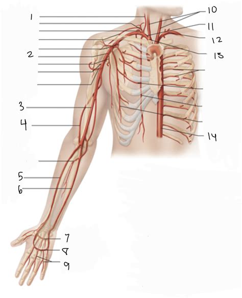 Arteries Of Upper Limbs Diagram Quizlet