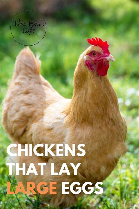 Top 5 Breeds Of Chickens That Lay Large Eggs The Hen S Loft Egg Laying Chickens Best Laying