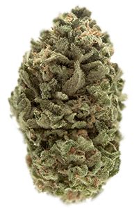 Where to Buy the Best Banana Kush Seeds Online - 10Buds