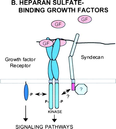 Syndecan Regulated Signaling Speculative Examples Of Signaling