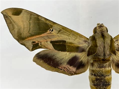 Pandora Sphinx Moth / Eumorpha pandorus / Sphingidae / United States
