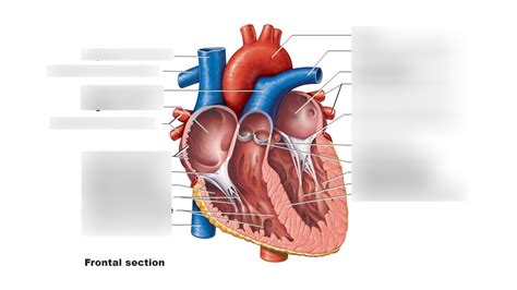 Anterior Cross Section Of Heart Diagram Quizlet